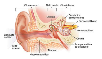 oido externo